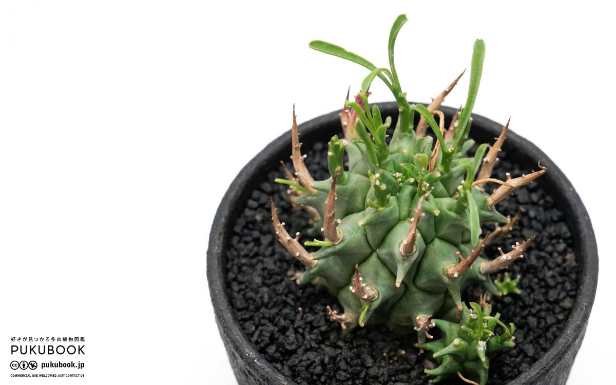 ユーフォルビア スコエンランディ Euphorbia schoenlandii｜多肉植物