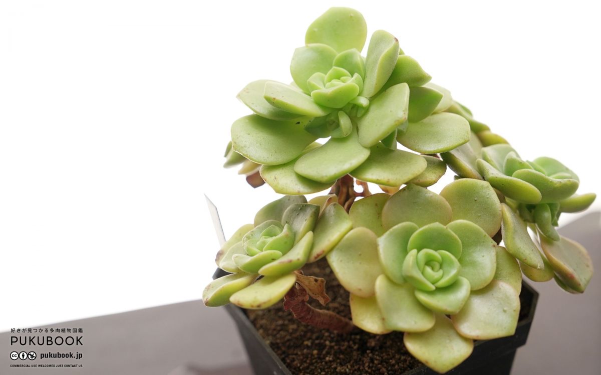 アエオニウム リリーパッド Aeonium 'Lily Pad'｜多肉植物図鑑