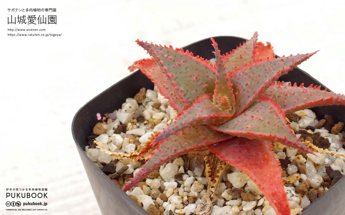 アロエhyb ハイブリッド カスティロニアエ×クリスマスキャロル アロエ