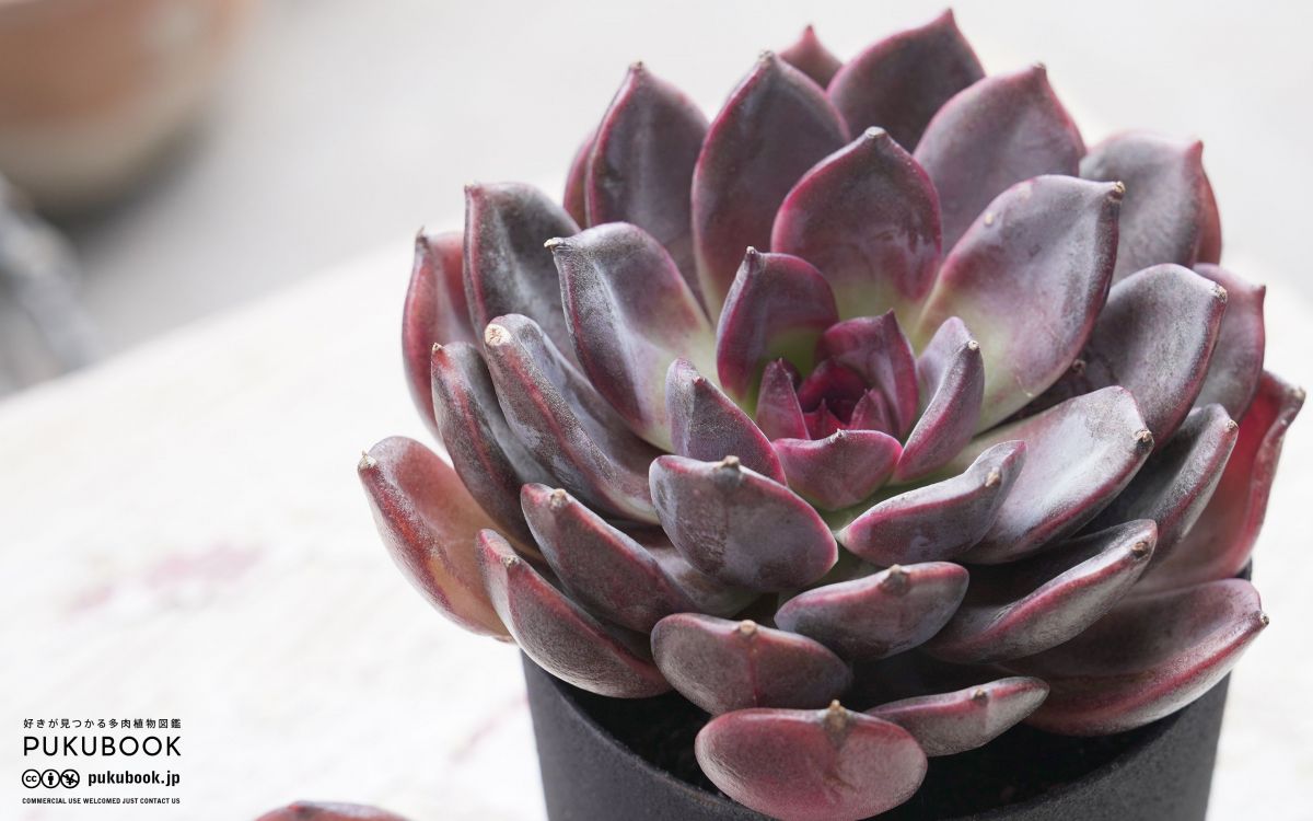 エケベリア ダークチョコレート Echeveria 'Dark Chocolate'｜多肉植物