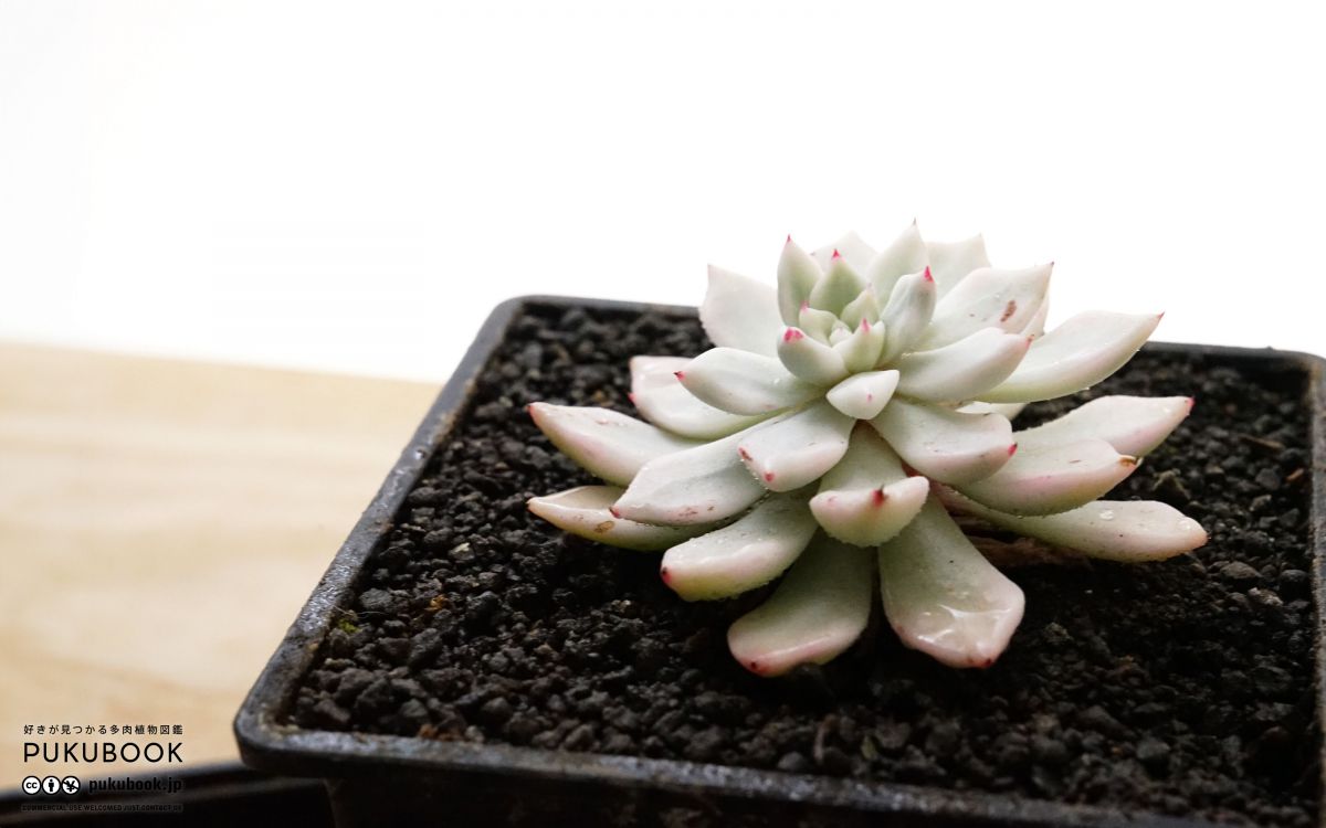 F.【札付き】幻影 錦玉園 多肉植物 エケベリア エケベリア ヘラ錦