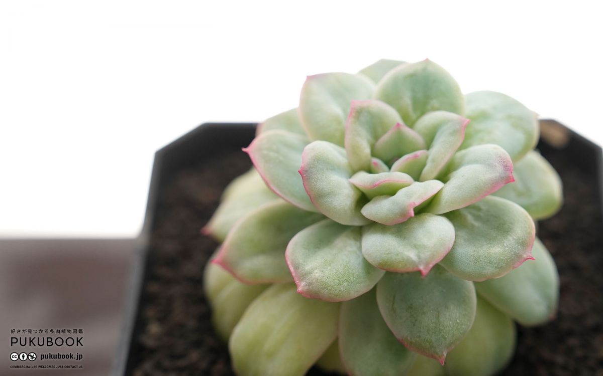 エケベリア シアサッカースカート Echeveria 'Seersucker Skirt'｜多肉