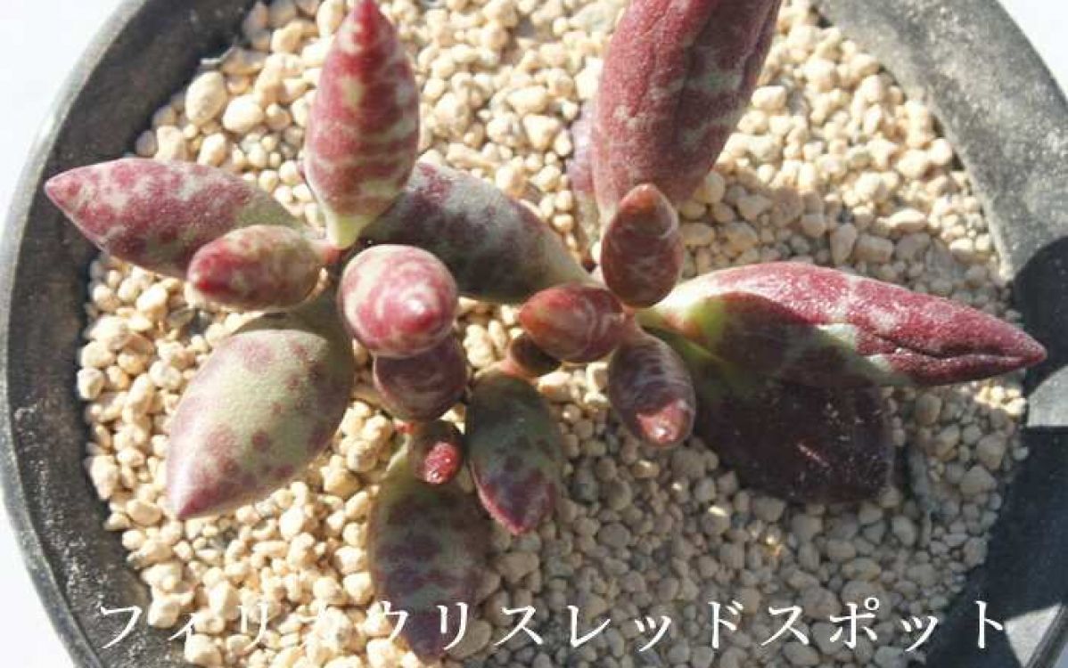 レア✨韓国苗　アドロミクスクス　フィリカウリスレッドスポット 抜き苗 アドロミスクス フィリカウリスレッドスポット Adromischus