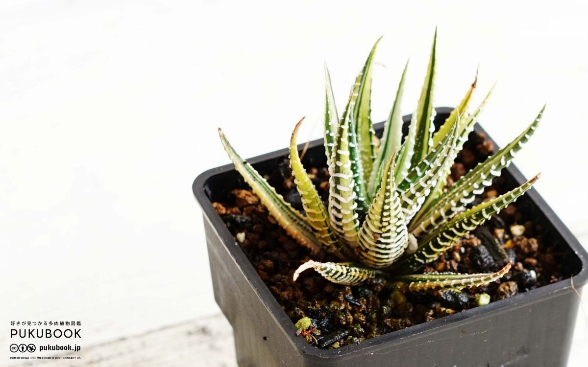 ハオルチア 十二の巻錦 エレガンス Haworthia fasciata 'Elegans