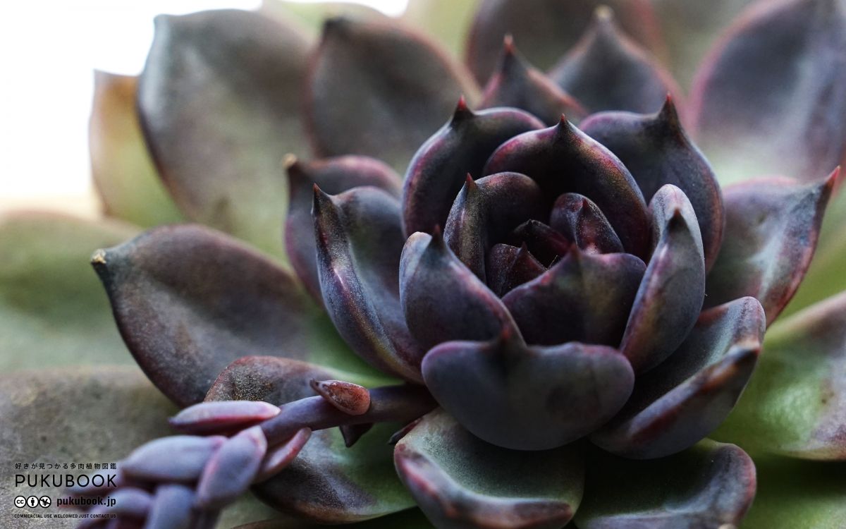 エケベリア ブラックマンバ Echeveria 'Black Mamba'｜多肉植物図鑑
