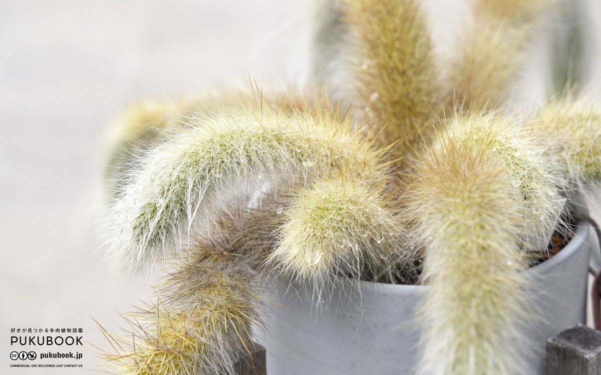 クレイストカクタス ウィンテリ コラデモノ Cleistocactus winteri ssp