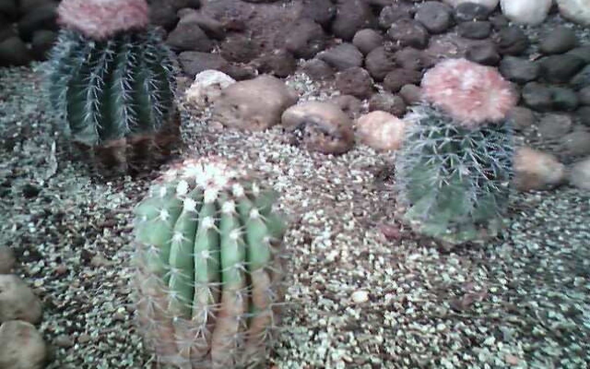 【黄裳丸錦】プセウドロビビア☆多肉植物☆サボテン