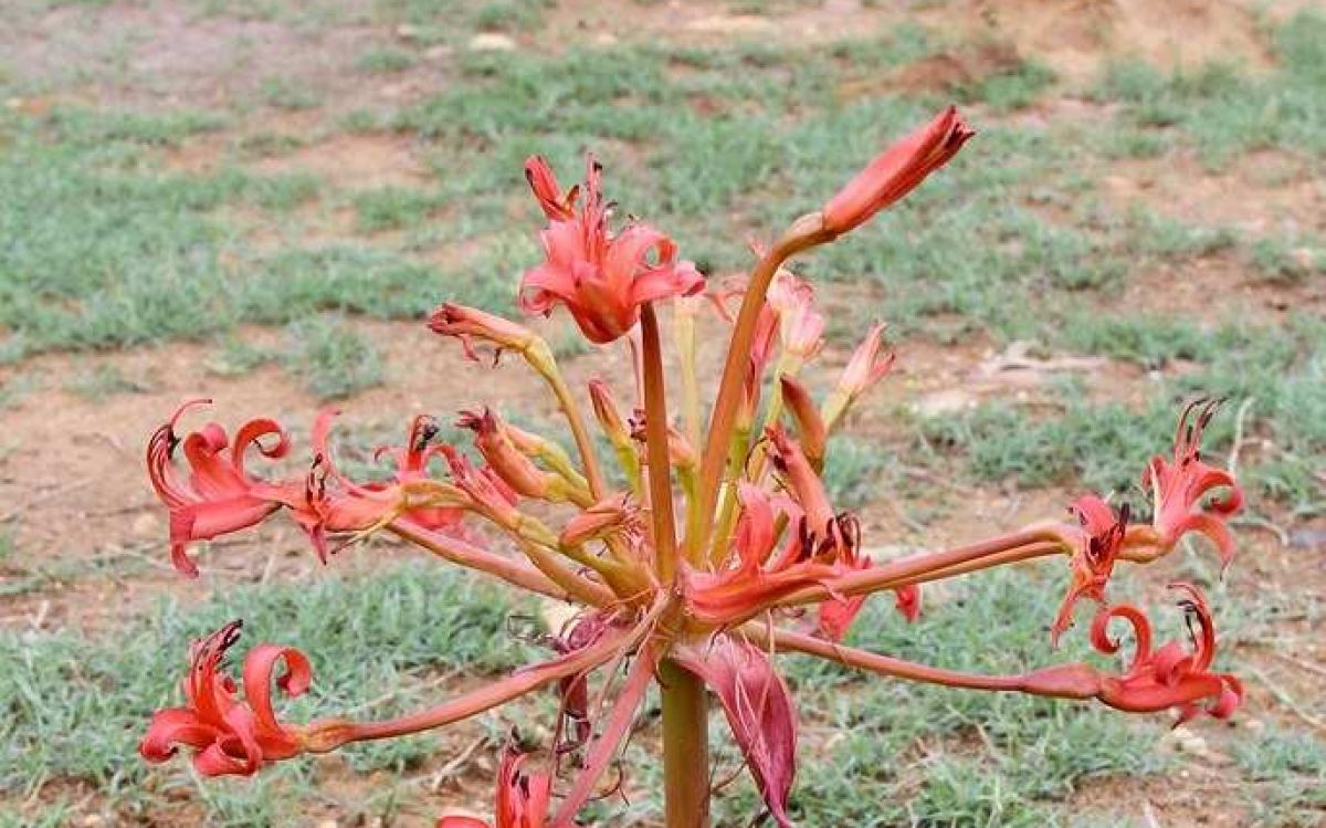 ブランスビギア オリエンタリス Brunsvigia orientalis｜多肉植物図鑑