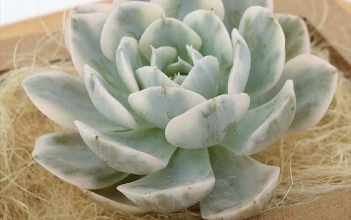 エケベリア マカベアナ錦 Echeveria runyonii 'Macabeana Variegated