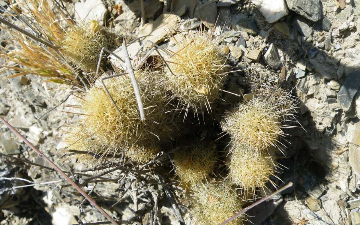 巨大 QUSAMURA 叢　 ×　佐々木りつ子　マミラリア 金手毬 綴化 群生 巨大 QUSAMURA 叢 × 佐々木りつ子 マミラリア 金手毬 綴化 群生 巨大