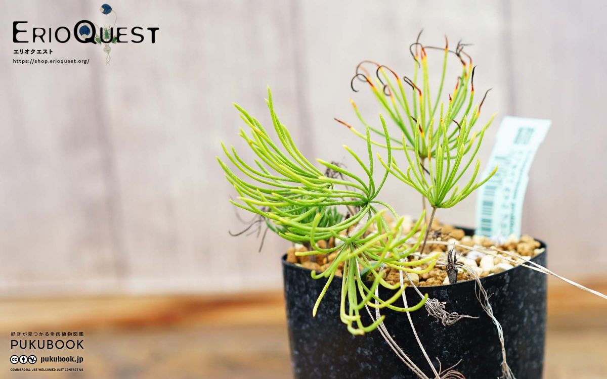 多肉 / 球根 エリオスペルマム プロリフェルム E. proliferum
