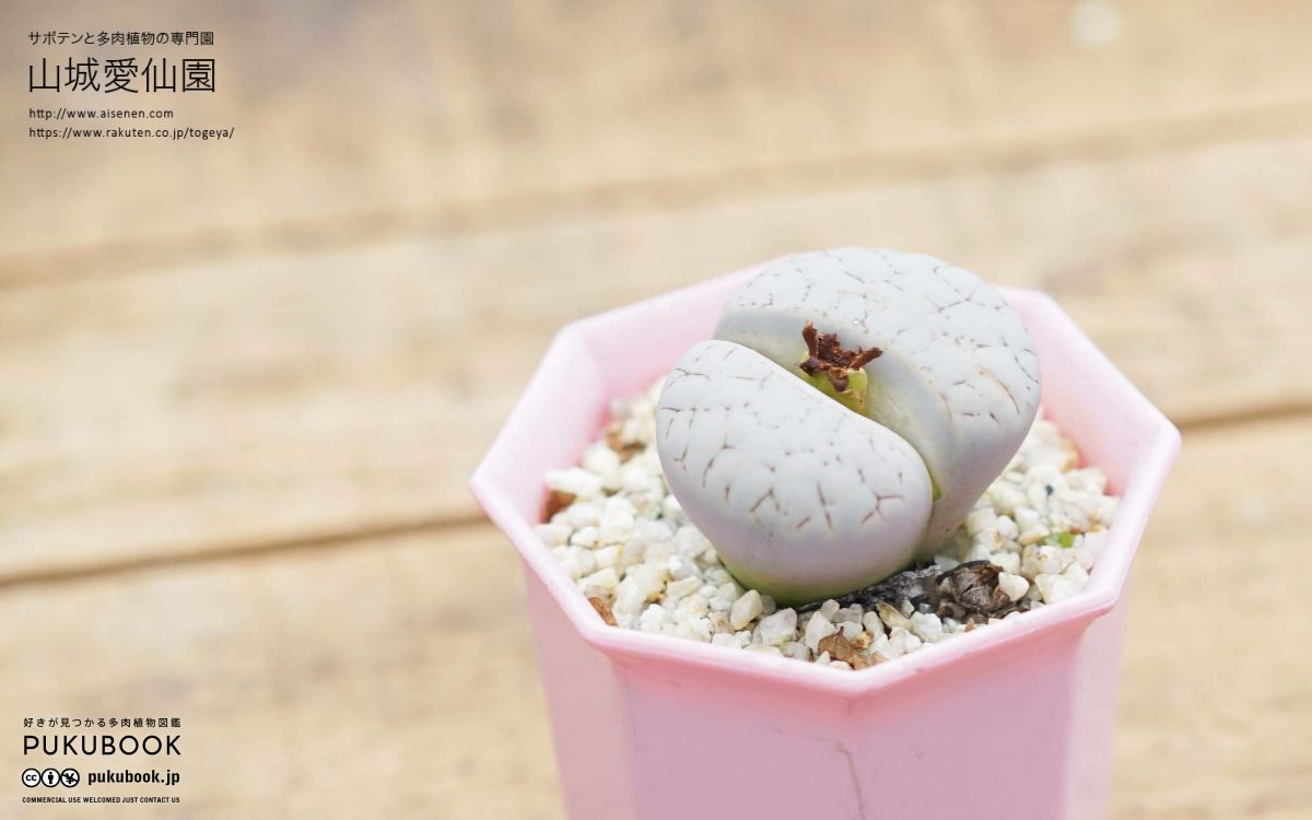 THE GENUS LITHOPS 生ける宝石リトープス レア 廃盤 THE GENUS LITHOPS