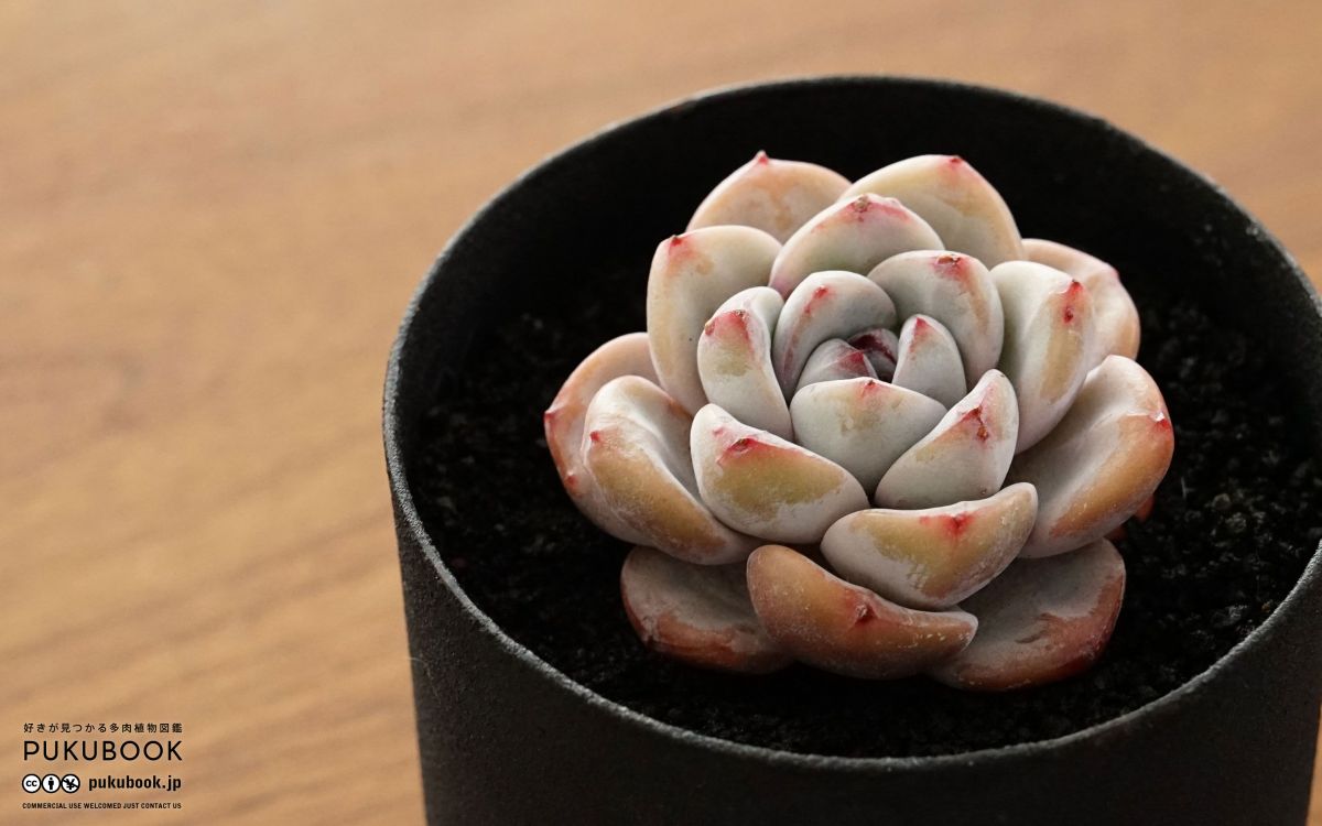 け*照様 S9770☆オークション販売☆ サンスベリア スノーホワイト 超