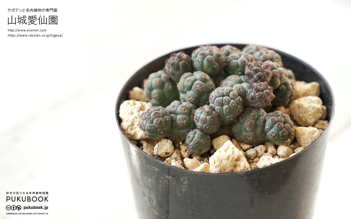 プナ ボンニアエ Puna bonnieae｜多肉植物図鑑 PUKUBOOK(プクブック)