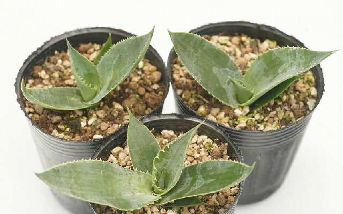 【売約済み】[植物売ります] アガベ クプレアータ 売約済み】[植物売ります] アガベ クプレアータ