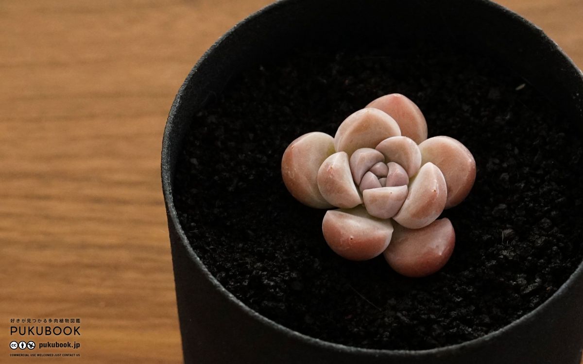 エケベリア ミルクキャンディ Echeveria 'Milk Candy'｜多肉植物図鑑