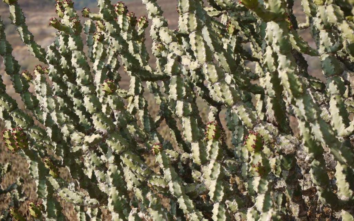 ユーフォルビアネリーフォリア キリン角錦斑入り綴化 ユーフォルビア