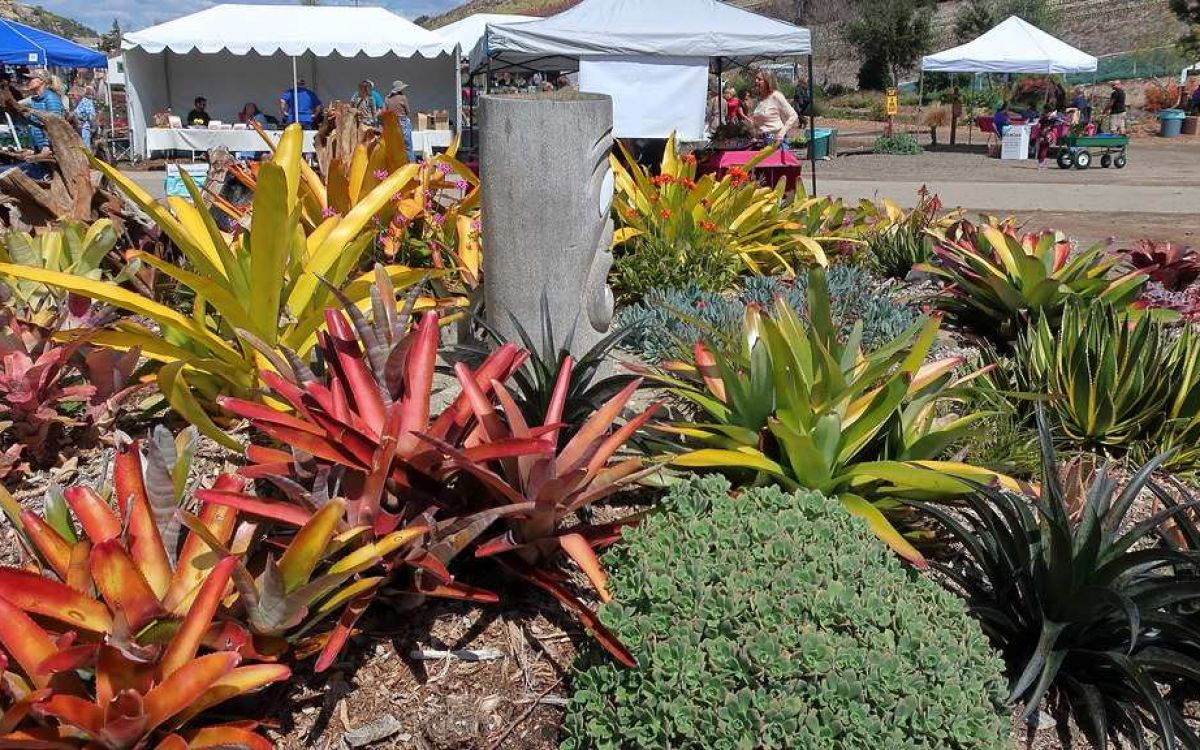 アガベ ロファンサ 五色万代 クアドリカラー 子株 多肉植物 五色万代