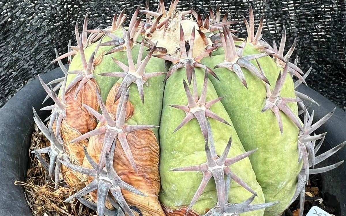 エキノケレウス 太平丸 Echinocereus horizonthalonius｜多肉植物図鑑