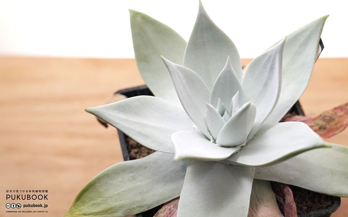 専用 多肉植物 ダドレア ブリトニー 仙女盃 大型 種子10粒 ダドレア