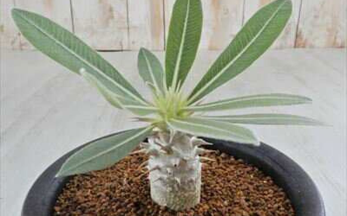 パキポディウム 伊藤ハイブリッド Pachypodium 'Itoh Hybrid'｜多肉
