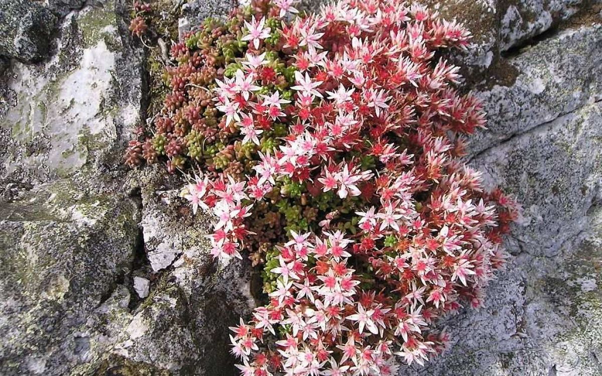 多肉植物　アンストーン Amazon.co.jp: アンストーン 多肉植物7.5㎝ポッ ト エケベリア 根付苗