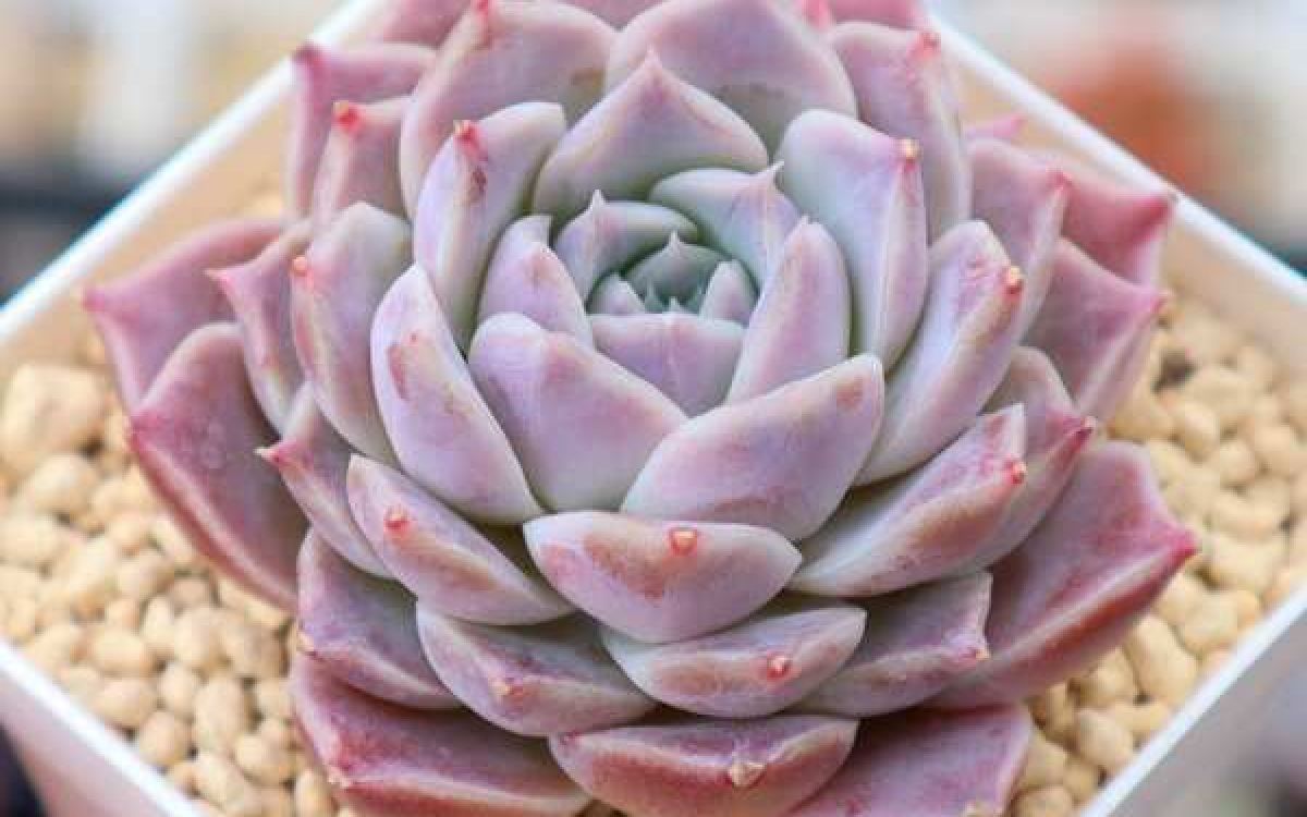 エケベリア ライラックカード Echeveria 'Lilac Card'｜多肉植物図鑑