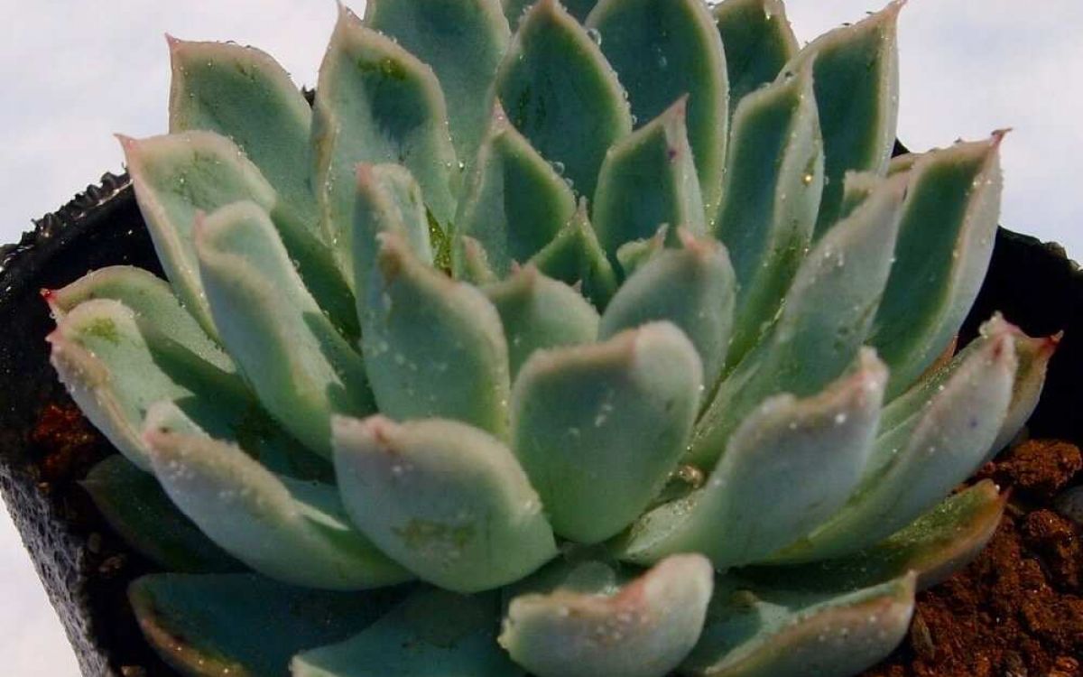 エケベリア 霜椿 Echeveria  
