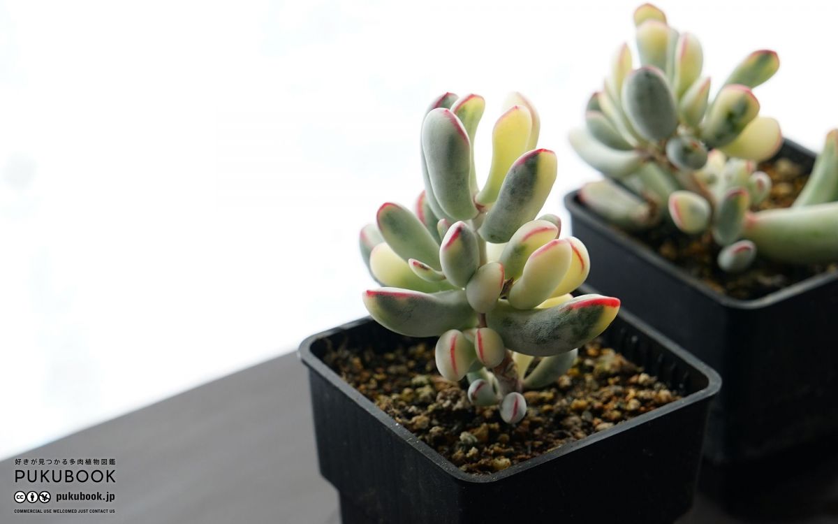 コチレドン 福娘錦 Cotyledon orbiculata 'Fukumusume Long Leaf