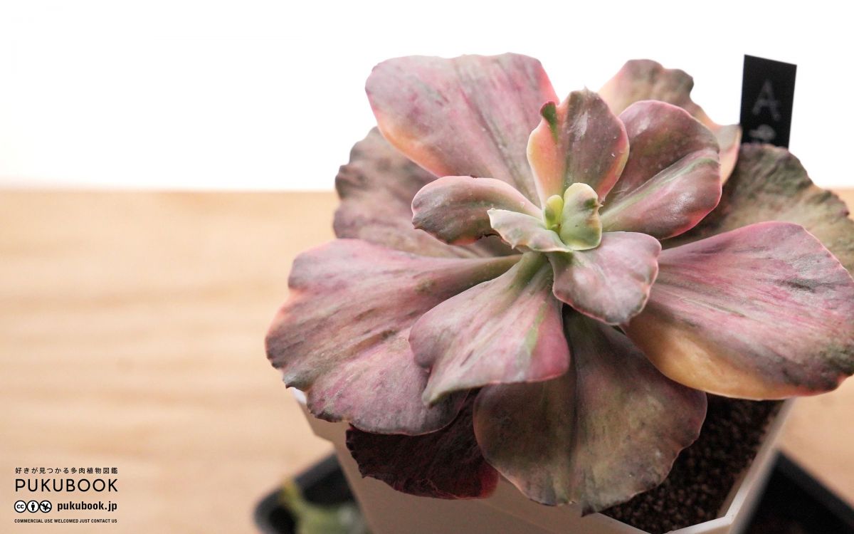 専用！多肉植物^o^ スヨン錦 スヨン 多肉植物