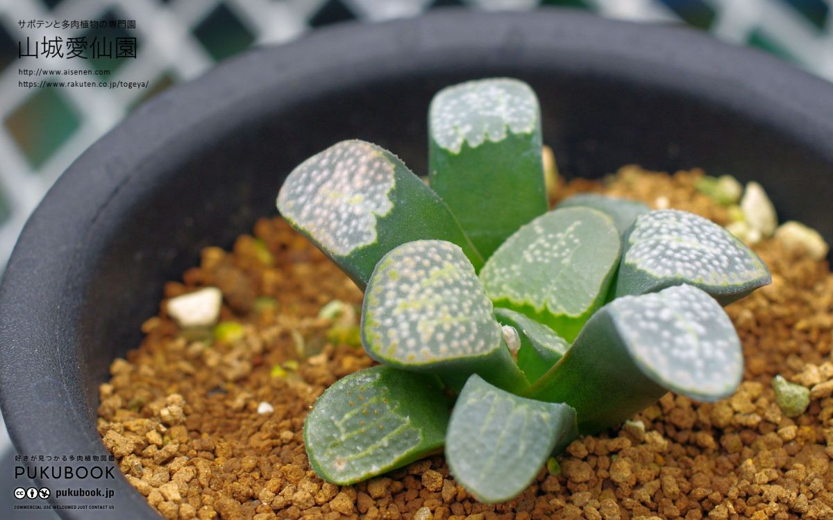 ハオルチオプシス ブルインシー Haworthiopsis bruynsii｜多肉植物図鑑