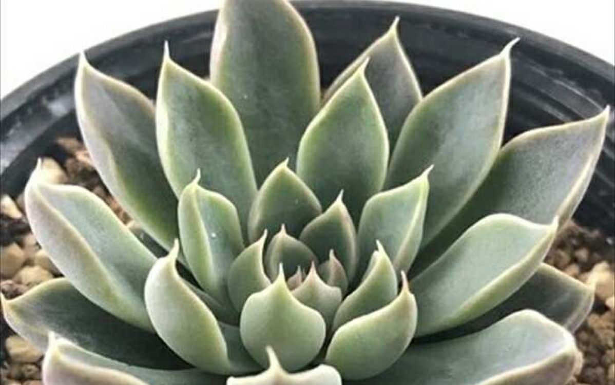 no. 560 ショップ ウィンドオブチェンジ 抜き苗 札なし 多肉 no. 560