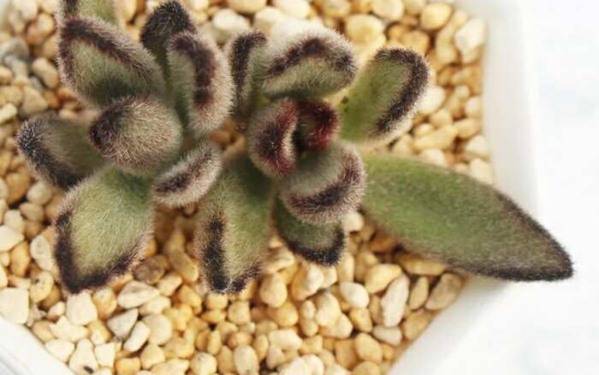 カランコエ 野兎 Kalanchoe tomentosa 'Nousagi'｜多肉植物図鑑
