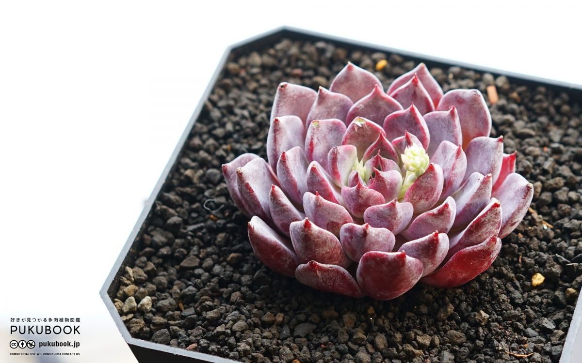 エケベリア ライラック Echeveria 'Lilac'｜多肉植物図鑑 PUKUBOOK
