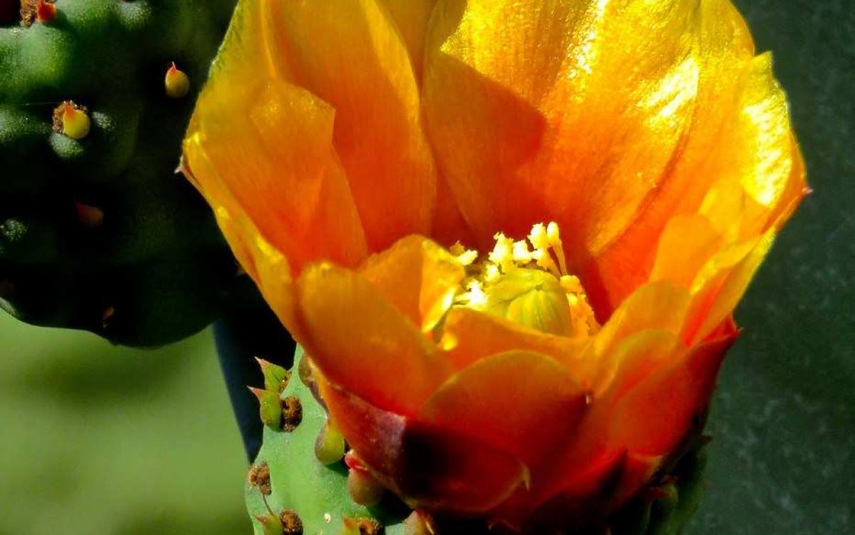 オプンチア 大型宝剣 Opuntia ficus-indicaのショッピング｜多肉植物