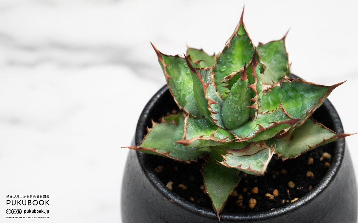 アガベ Ryu アガベ 万代巌竜 Agave 'Bandai Ganryu'｜多肉植物図鑑 PUKUBOOK