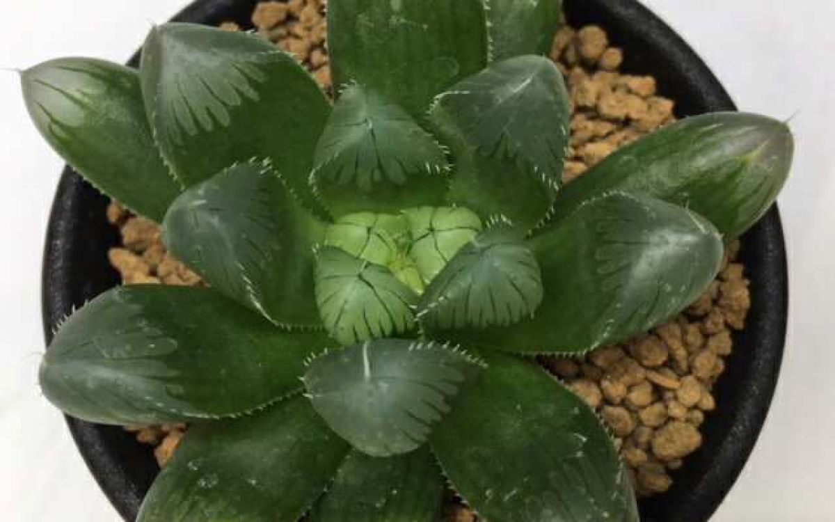 【期間限定出品】ハオルチア ピリフェラ RIB0136　多肉植物 ハオルチア ピリフェラ RIB0136 多肉植物 ハオルチア 白蛇伝 ①