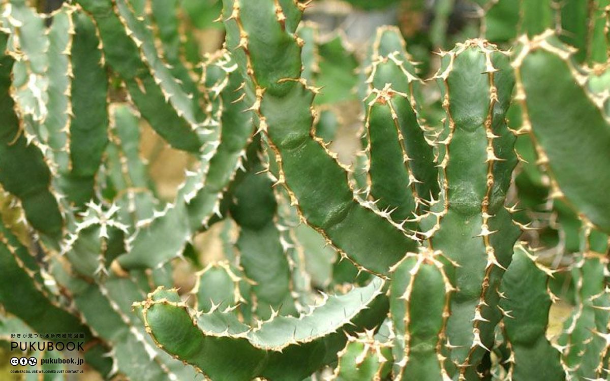 ユーフォルビア 大鳳角 Euphorbia coerulescens｜多肉植物図鑑