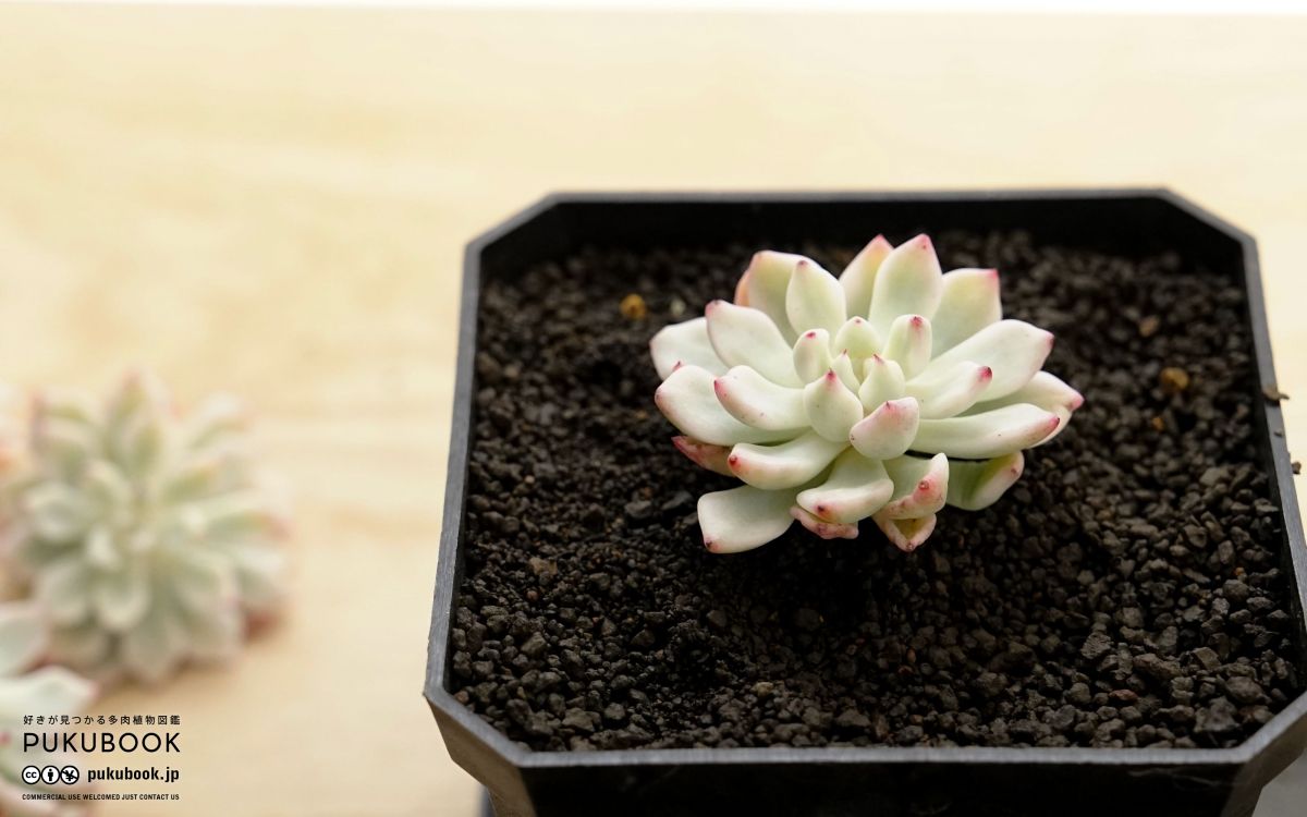 エケベリア ファントム Echeveria 'Phantom'｜多肉植物図鑑 PUKUBOOK