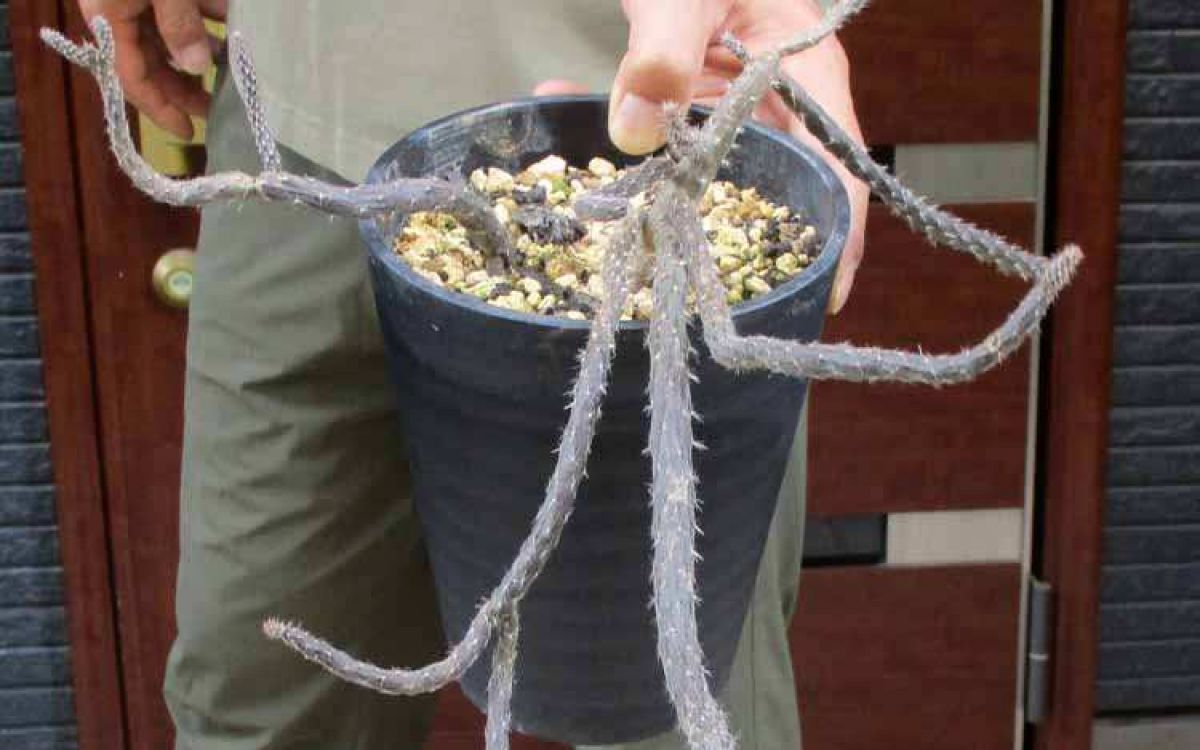 現品】塊根系サボテン プテロカクタス・黒竜（こくりゅう） 7号 K8番