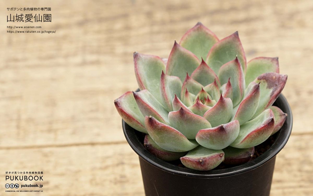 エケベリア ファイアーピラー Echeveria 'Fire Piller'｜多肉植物図鑑