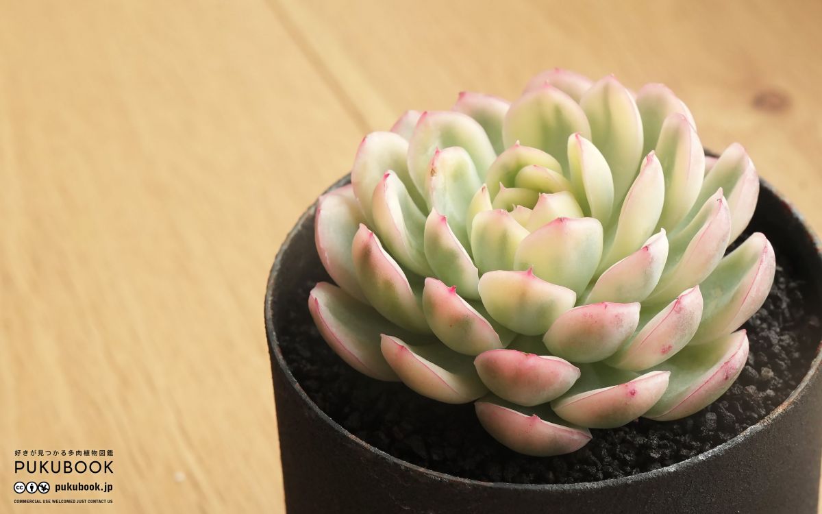 エケベリア ストロベリーアイス錦 Echeveria Echeveria 'Strawberry