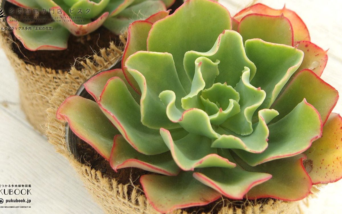 エケベリア 王妃の花笠 Echeveria turbulensis｜多肉植物図鑑 PUKUBOOK