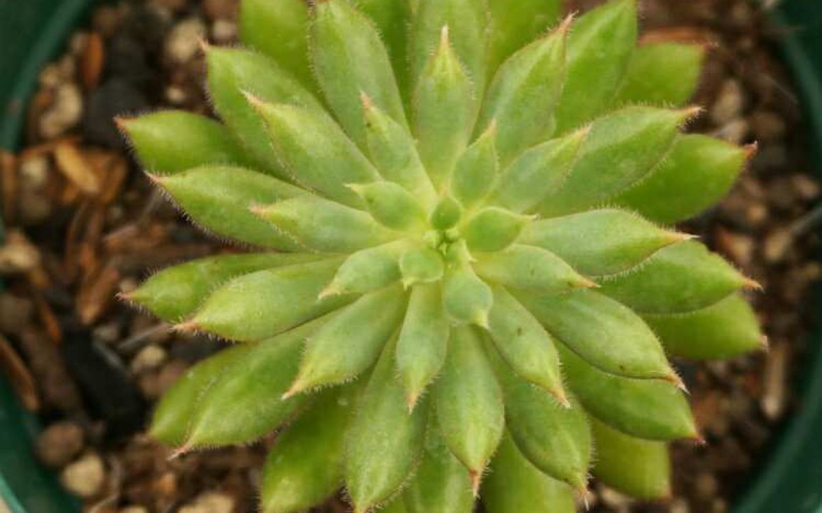 エケベリア スプルセオリバー Echeveria Spruce-Oliver｜多肉植物図鑑