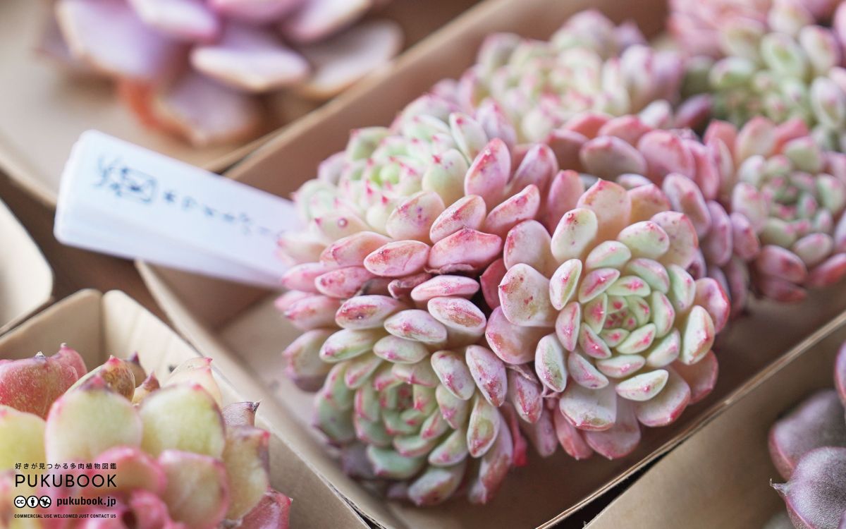 エケベリア ホワイトパーム Echeveria 'White Palm'｜多肉植物図鑑