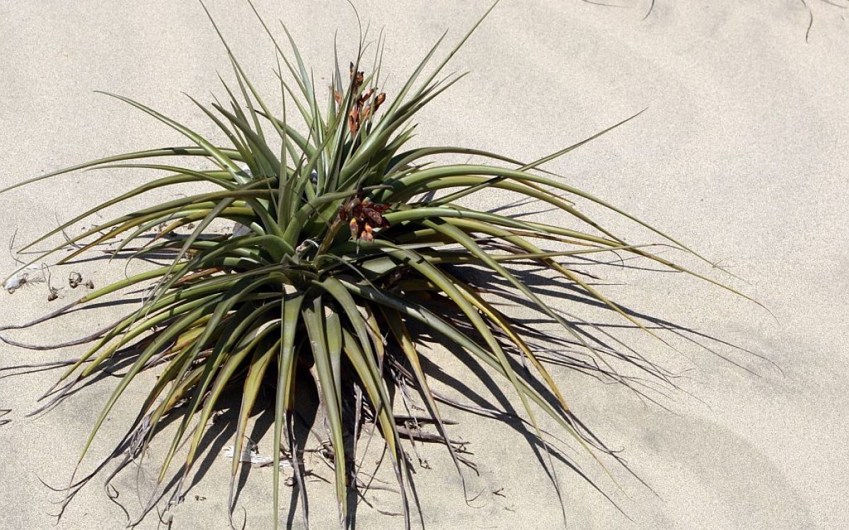 チランジア ラティフォリア Tillandsia latifoliaのショッピング｜多肉