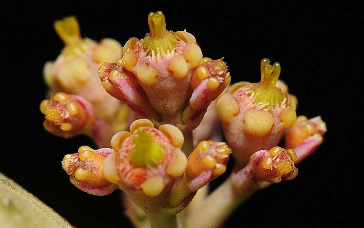 ユーフォルビア ツルビニフォルミス Euphorbia turbiniformis｜多肉 ...