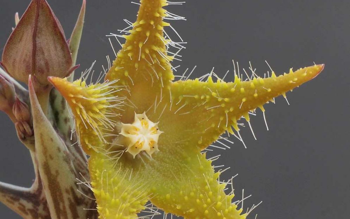 オルベア・デュメリ オルベア デュメリ Orbea dummeri｜多肉植物図鑑 PUKUBOOK(プクブック)