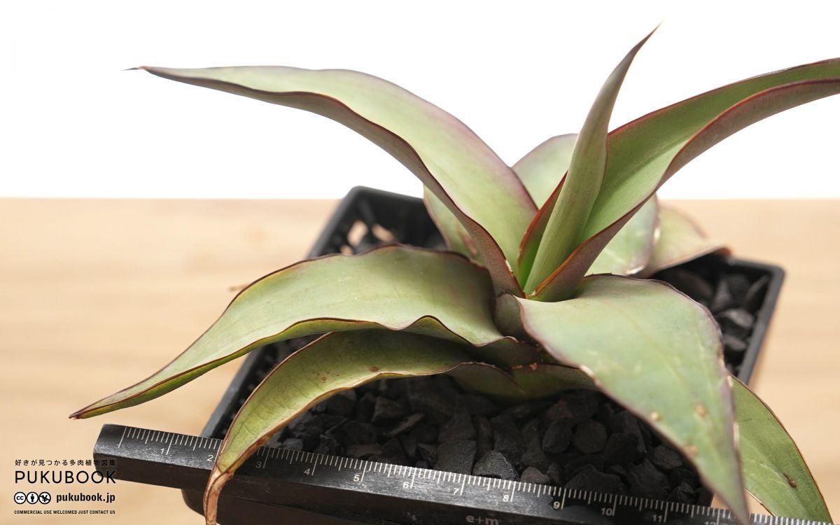 アガベ チャザロイ Agave chazaroi｜多肉植物図鑑 PUKUBOOK(プクブック)