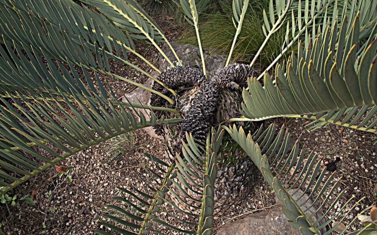 エンケファラルトス eugene-maraisii Encephalartos eugene-maraisii